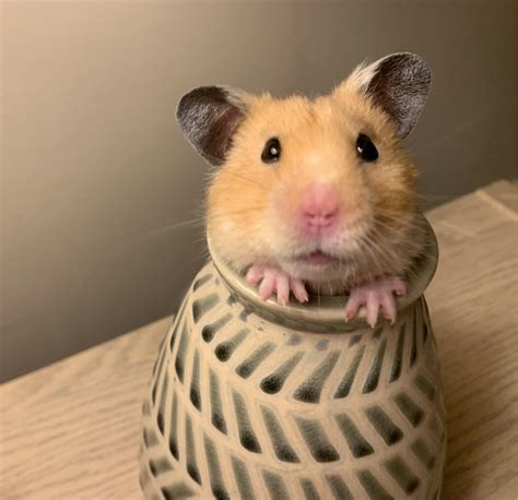 hamster odir|r/hamster